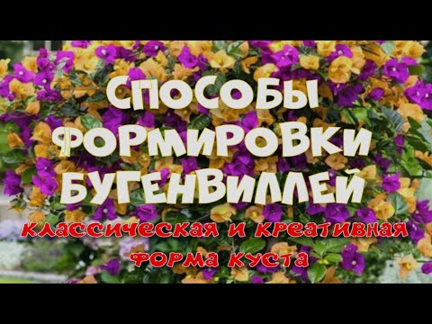 Видео: Креативные способы формировки бугенвиллеи.