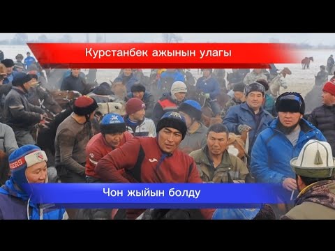 Видео: Курстанбек ажынын улагы 10 февраля 2025 г.