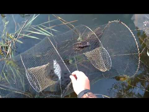 Видео: Ловля раков раколовками! Голубой рак! Как ловить раков без хлопот на Верши (морду)