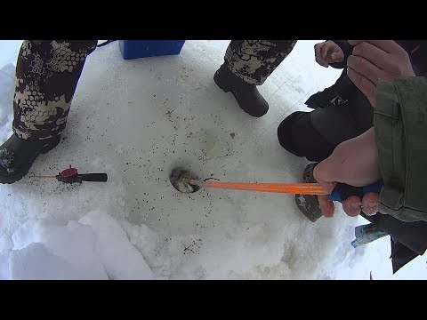 Видео: ПРИЕХАЛИ ЗА ЛЕЩОМ А ПОЙМАЛИ ЭТО!!! РЫБАЛКА С ДРУЗЬЯМИ