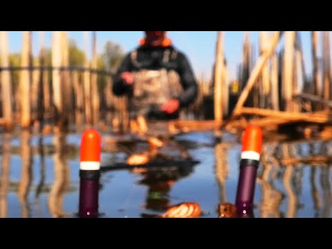 Видео: Клюют КАРАСИ ЛАПТИ! Что лучше ОПАРЫШ или ЧЕРВЬ?!?!