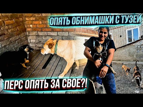 Видео: Выпустила собак с вольера к общим🙊 Обработка Тэсси и остальных хвостиков от паразитов.