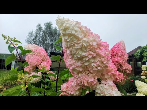 Видео: КАКИЕ СОРТА ГОРТЕНЗИЙ САМЫЕ ПРИВЛЕКАТЕЛЬНЫЕ