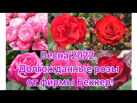 Видео: Весна 2022. Долгожданные розы от фирмы Беккер!