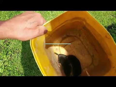 Видео: Настоящий действенный метод ловли кротов (банки с хитростью)