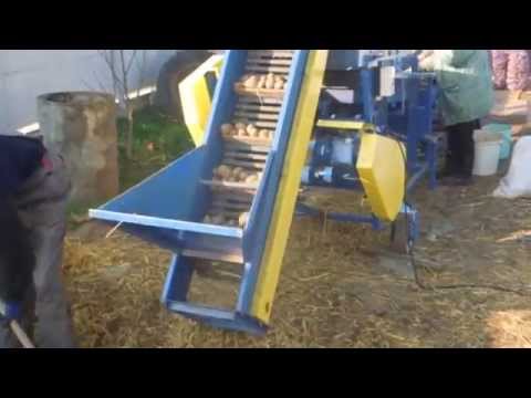 Видео: Сортировка картофеля, осень 2014