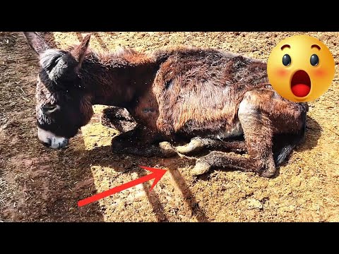 Видео: Тощий осел не мог стоять и был измучен поднятыми копытами! Сегодня это бесплатно
