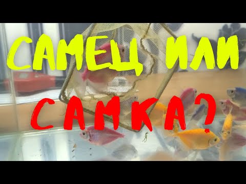 Видео: ГОЛУБОЙ НЕОН, ТЕРНЕЦИЯ GLO,  САМЕЦ ИЛИ САМКА???