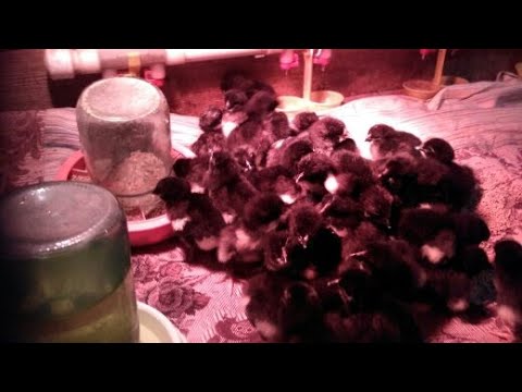 Видео: Режимы освещения в птичнике и брудере.Типы ламп для птицы.