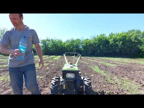 Видео: Прополка тыкв на земельном участке тяжелым дизельным мотоблоком Зубр мощностью 8 л.с