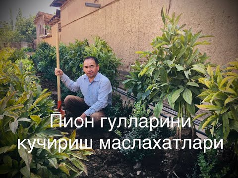Видео: Пион гул кўчатини экишга тайёрлиш #2