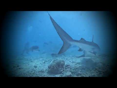 Видео: Жизнь в океане