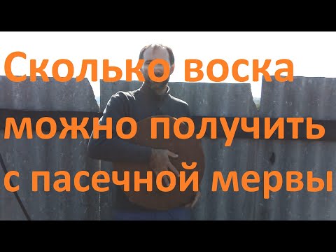 Видео: Сколько воска можно получить с пасечной мервы