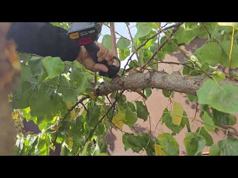 Видео: Зардолуро буриш кардем.