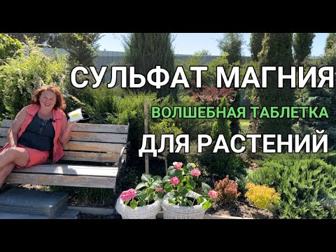 Видео: СУЛЬФАТ МАГНИЯ ДЛЯ РАСТЕНИЙ | Удобрение для роз, гортензий, рододендронов |Сульфат магния когда, как