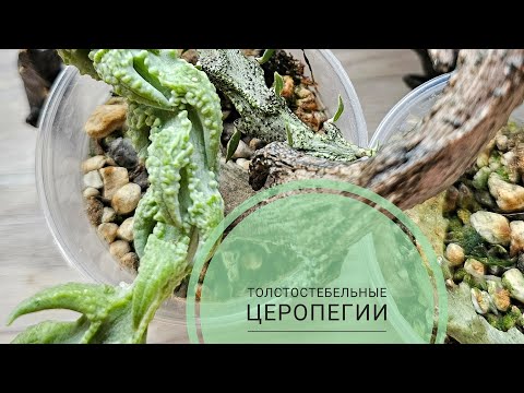 Видео: Церопегии - монстры)