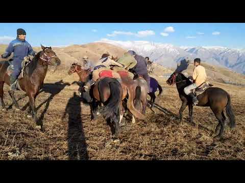 Видео: 11 ноября 2025 г.