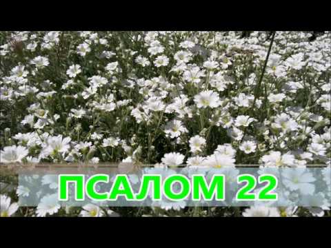 Видео: Псалом 22