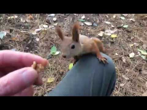 Видео: До смешного наглая белка