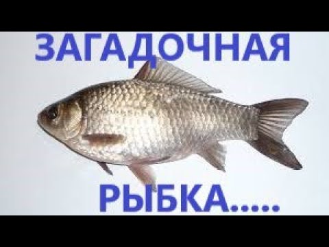 Видео: Николай Носов - Карасик