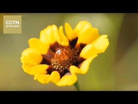 Видео: Чай - история одного листа Серия 2 Конец пути Часть 2[Age0+]