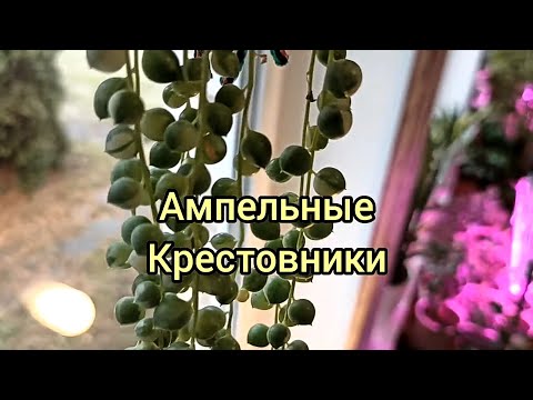 Видео: Ампельные крестовники. Нежная красота.