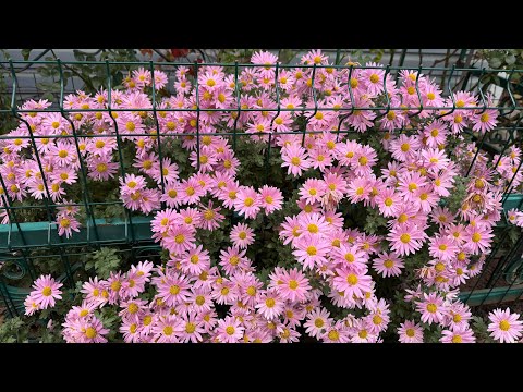 Видео: Сад в последний день октября 🍂🧚🏻‍♀️🍁💫🌾🌿