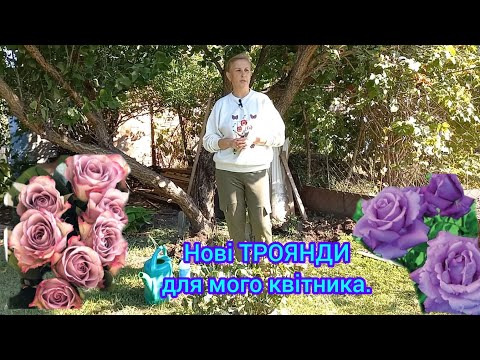 Видео: Створюю НОВИЙ КВІТНИК.Розмноження і посадка ТРОЯНД 🌹з ЯРОСом#посадкатрояндвосени#трояндарій#троянда