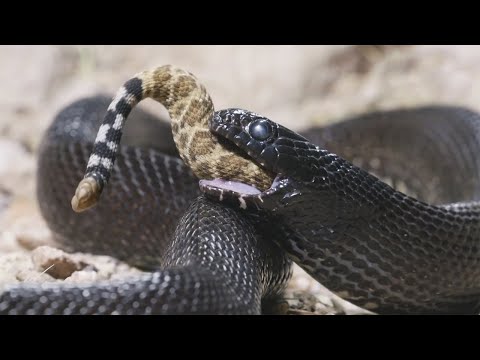 Видео: Королевская змея – пожиратель самых ядовитых сородичей! Настоящий кошмар гремучих змей!