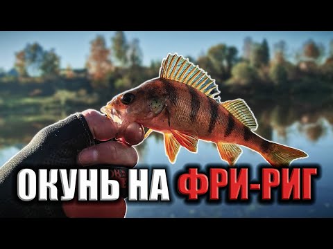 Видео: Фри-Риг Лучше Джиг-Рига! Окунь На Фри-Риг.