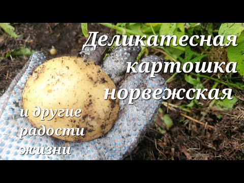 Видео: И снова 3 сентября! Урожай картофеля. Капут бассейну, сдулся и сдался. Купила ацедофилин.