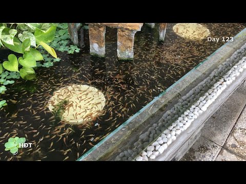 Видео: Аквариум (желтые гуппи) Через 4 месяца