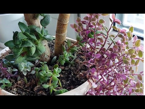 Видео: Crassula та інші сукуленти