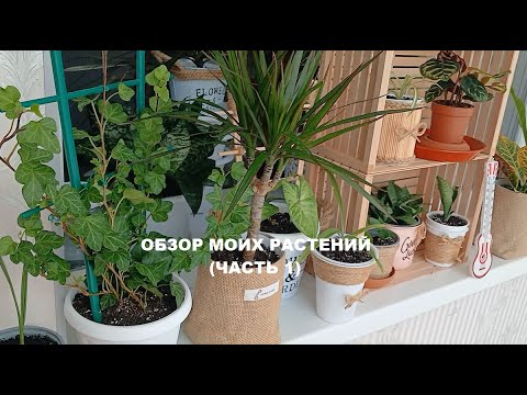 Видео: Обзор моей коллекции комнатных растений (Часть 1)