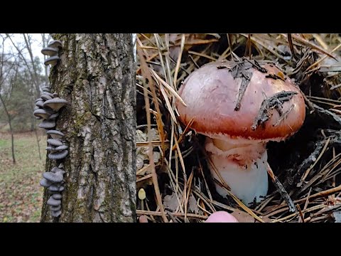 Видео: За грибами. Вешенка поперла, а ведь начинал с маслят.Собираю грибы в ноябре. Грибы 2025