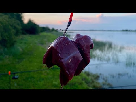 Видео: ТОЛЬКО ЭТО РАБОТАЛО🔥рыбалка в июне на сазана и сома и карася