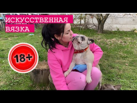 Видео: 18+ искусственная вязка собак. Показываю и рассказываю !