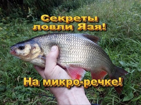 Видео: Ловля Язя на микро-речке на необычную снасть!