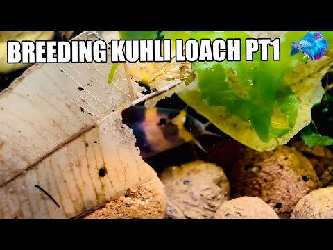 Видео: Разведение вьюна Кули, часть 1