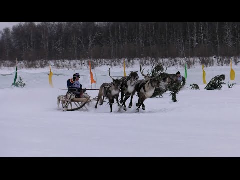 Видео: Специальный репортаж - День оленевода 2024 в селе Толька