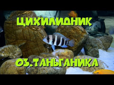 Видео: Цихлидник оз. Таньганьика