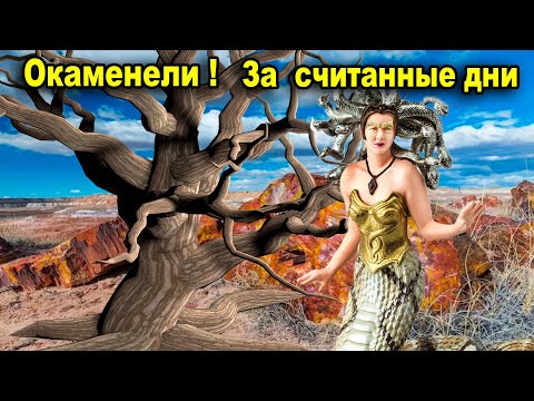 Видео: Деревья окаменели! За считанные дни!