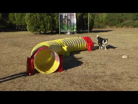 Видео: За кинологията с д-р Кънев: Бордър коли е смятано за най-умното куче в света