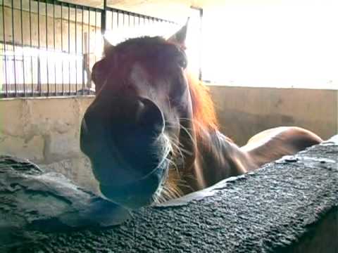 Видео: Приют для лошадей