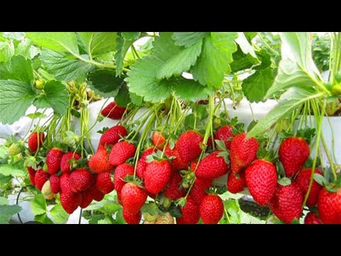 Видео: Құлпынай (клубника) өсіру Елизавета 2 клубникасы Тыңайтқыш салу. Жемісін бормен көбейту