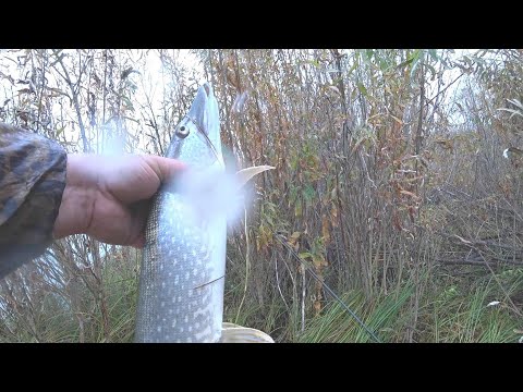 Видео: Щука на спиннинг в октябре 2025