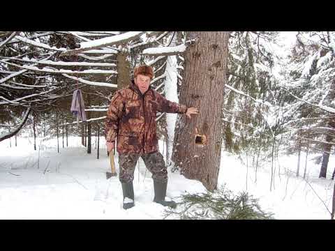 Видео: Где щенится куница