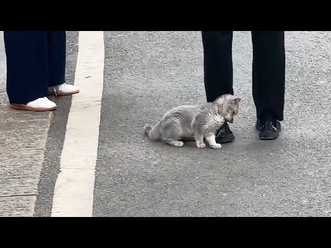 Видео: Больной котёнок останавливал каждого прохожего, умоляя о помощи...