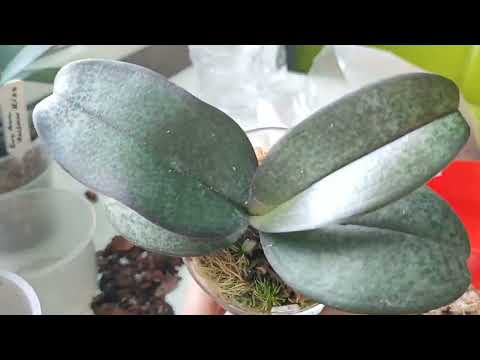 Видео: Пересадка орхидей. Закрытая система. Кора плюс мох.