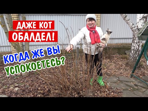 Видео: Одни переживания! РОЗЫ в ВОДЕ. Последняя обрезка - лучше поздно, чем весной! Садовый Влог.